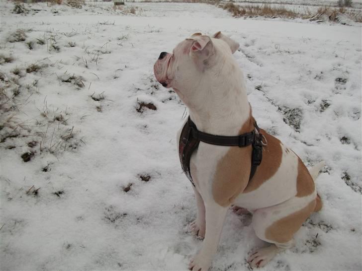 Olde english bulldogge Kecia (R.I.P.) billede 10