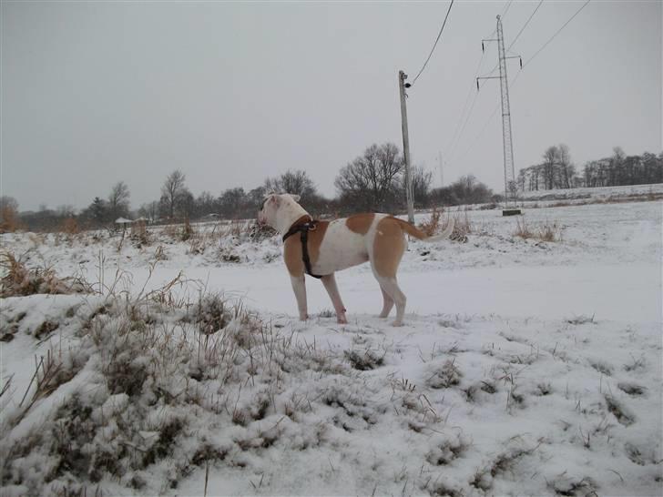 Olde english bulldogge Kecia (R.I.P.) billede 11