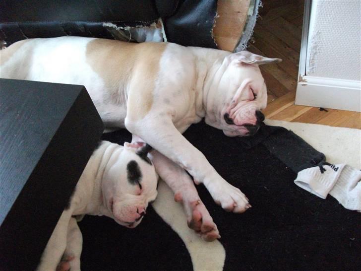 Olde english bulldogge Kecia (R.I.P.) billede 12