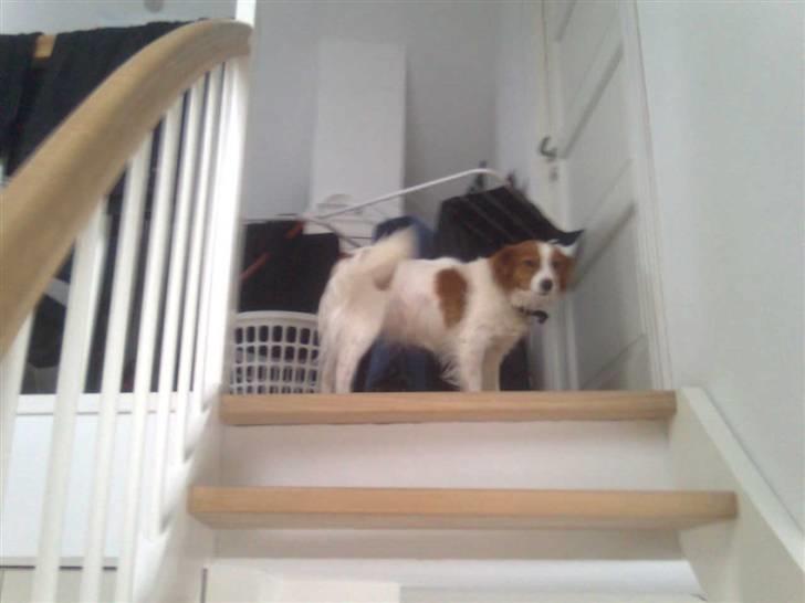 Kooikerhondje Flora - jeg vil ind til mor og far billede 6