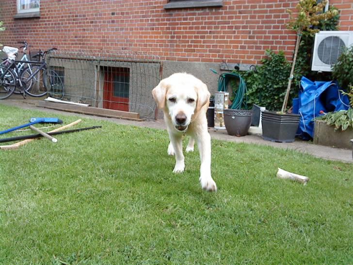 Labrador retriever Kairo R.I.P billede 2