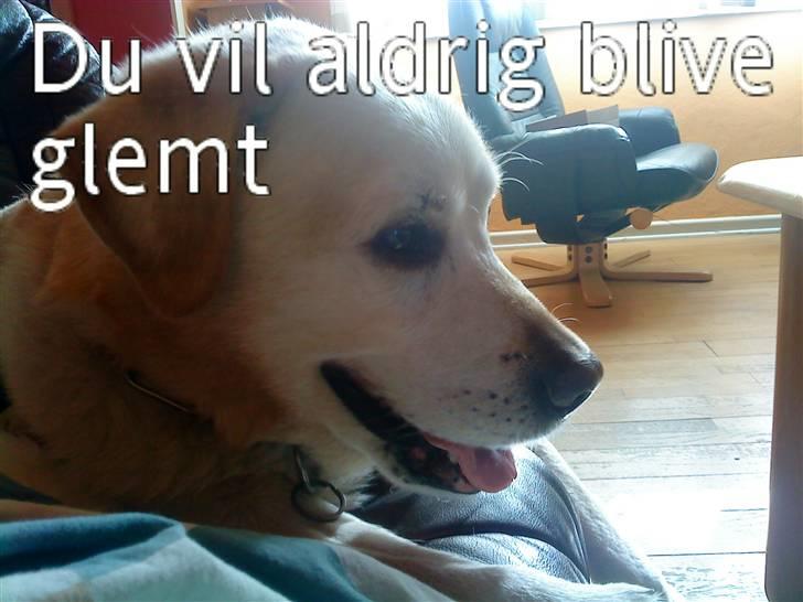 Labrador retriever Kairo R.I.P billede 3