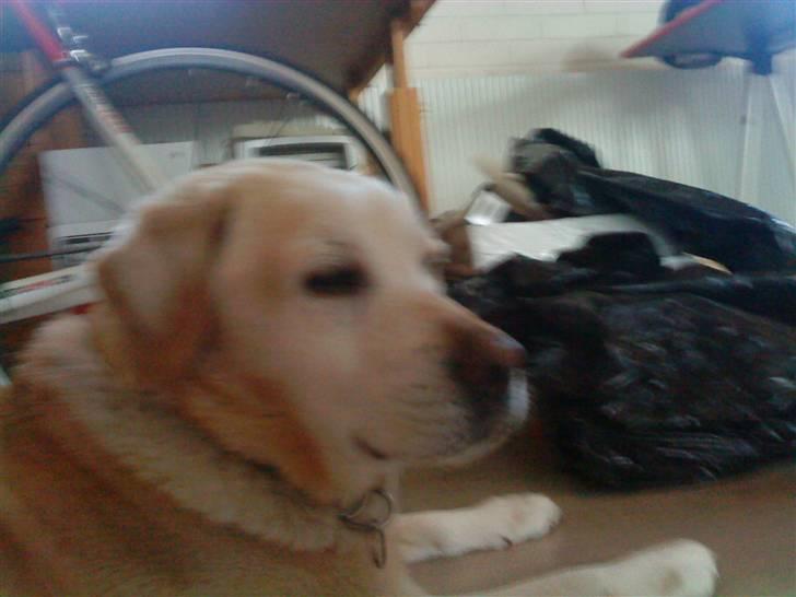 Labrador retriever Kairo R.I.P billede 5