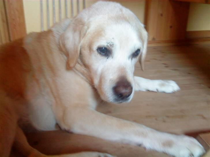 Labrador retriever Kairo R.I.P billede 6