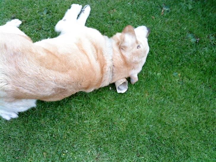 Labrador retriever Kairo R.I.P billede 8