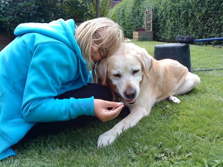 Labrador retriever Kairo R.I.P billede 9