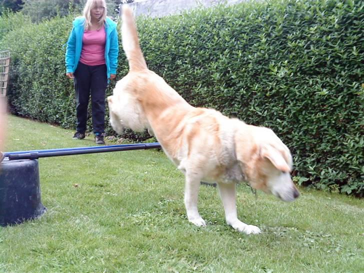 Labrador retriever Kairo R.I.P billede 10