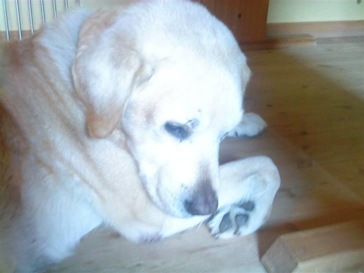 Labrador retriever Kairo R.I.P billede 11
