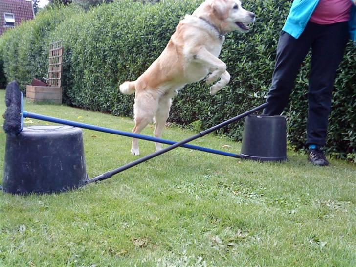 Labrador retriever Kairo R.I.P billede 12