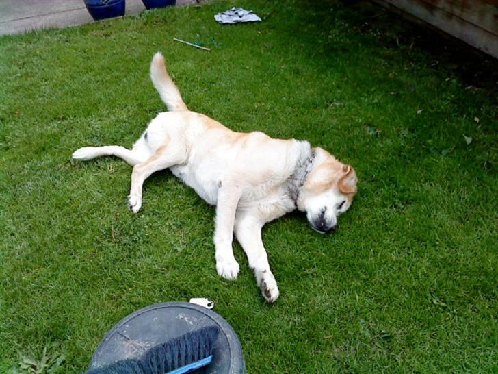 Labrador retriever Kairo R.I.P billede 13