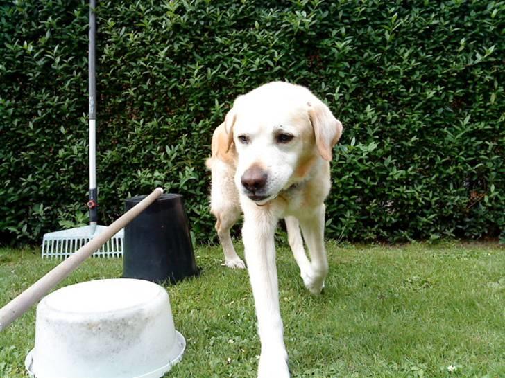 Labrador retriever Kairo R.I.P billede 14