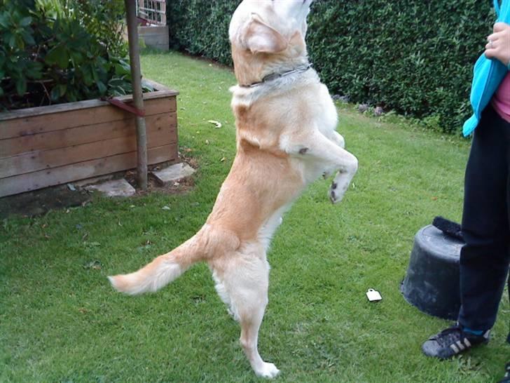 Labrador retriever Kairo R.I.P billede 15