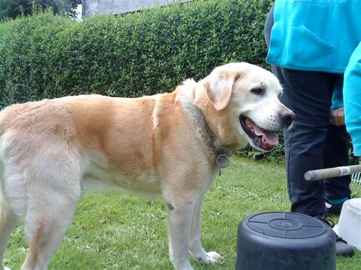 Labrador retriever Kairo R.I.P billede 16