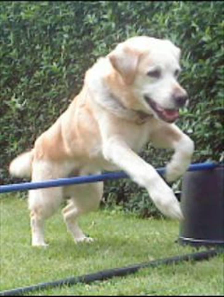 Labrador retriever Kairo R.I.P billede 17