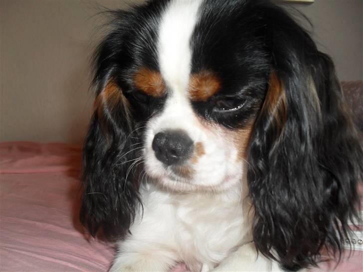 Cavalier king charles spaniel Zhiba - Velkommen til Zhiba´s profil :)  billede 1