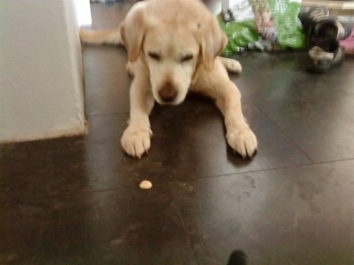 Labrador retriever Kairo R.I.P billede 18