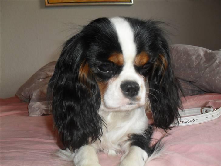 Cavalier king charles spaniel Zhiba - FIN hunde :):) billede 2