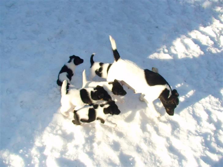 Glathåret foxterrier >> Je-Ma Spot Chanel nr1 - Chanel med hvalpe billede 1