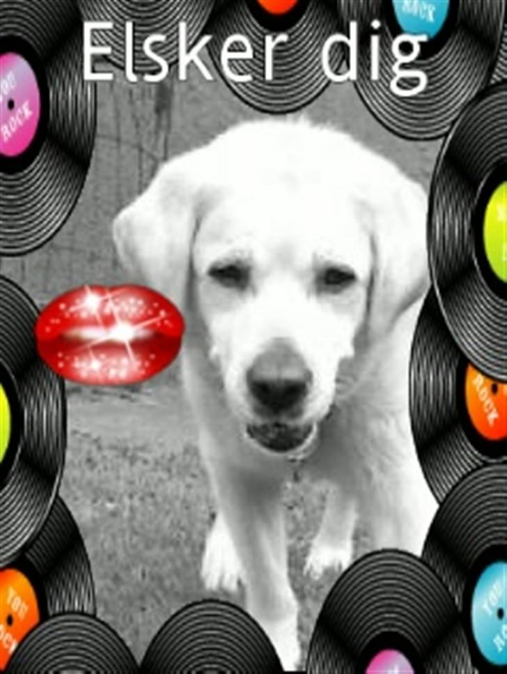 Labrador retriever Kairo R.I.P billede 20