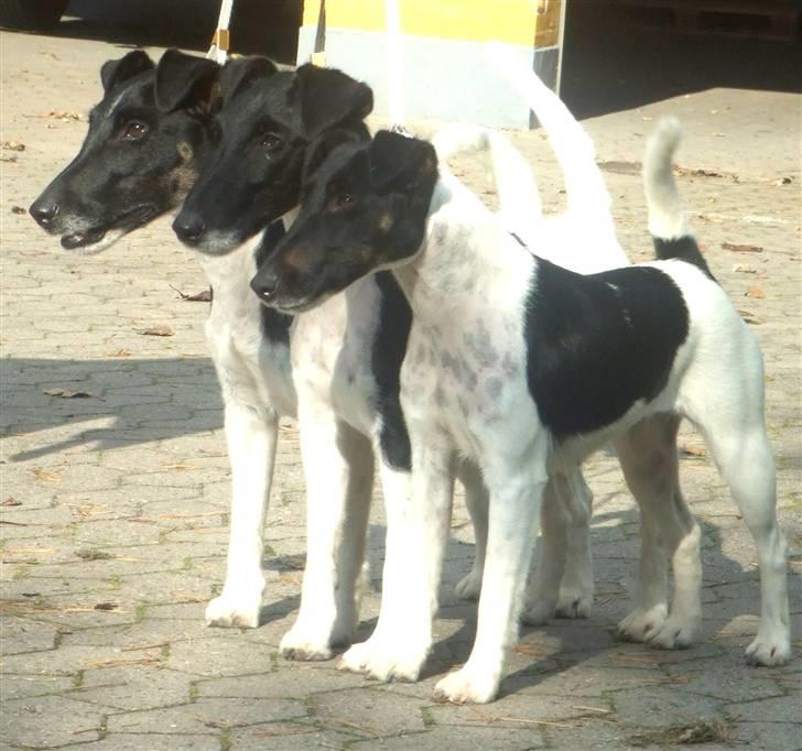 Glathåret foxterrier >> Je-Ma Spot Chanel nr1 - chanel i opdrætsklasse billede 2