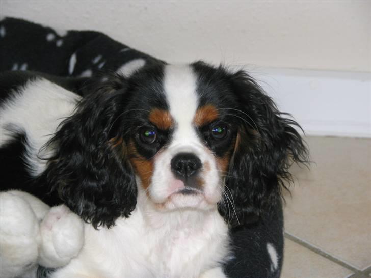 Cavalier king charles spaniel Zhiba - prinsesse :) billede 3