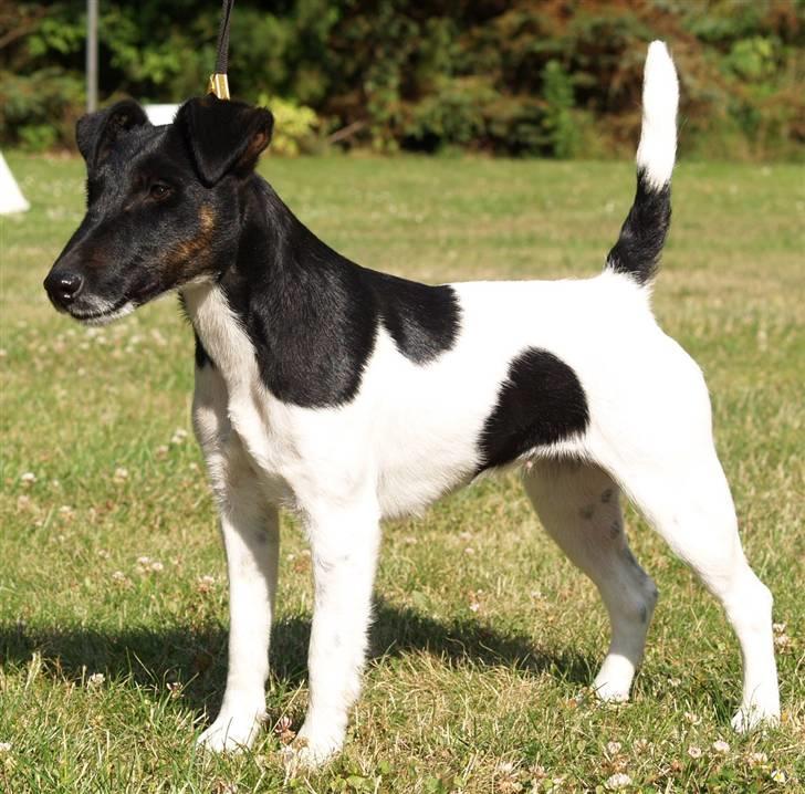 Glathåret foxterrier >> Je-Ma Spot Chanel nr1 billede 3