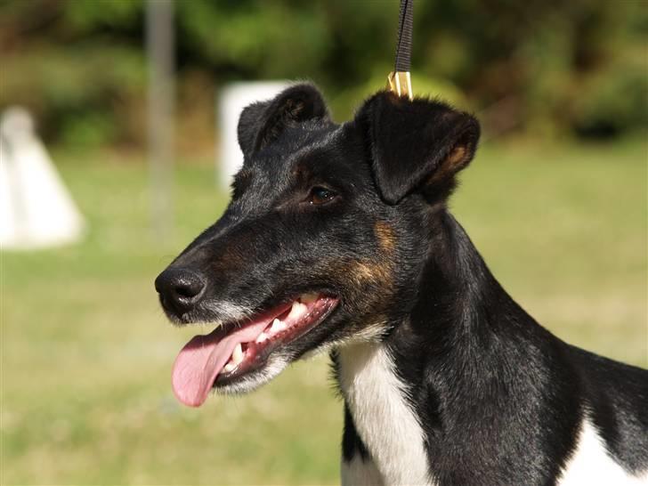 Glathåret foxterrier >> Je-Ma Spot Chanel nr1 billede 4