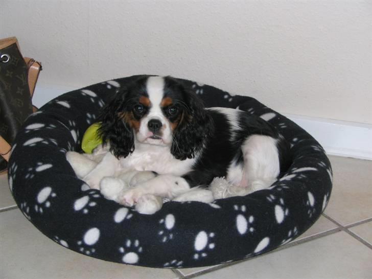 Cavalier king charles spaniel Zhiba - Hvor er du dejlig skatter :) billede 4