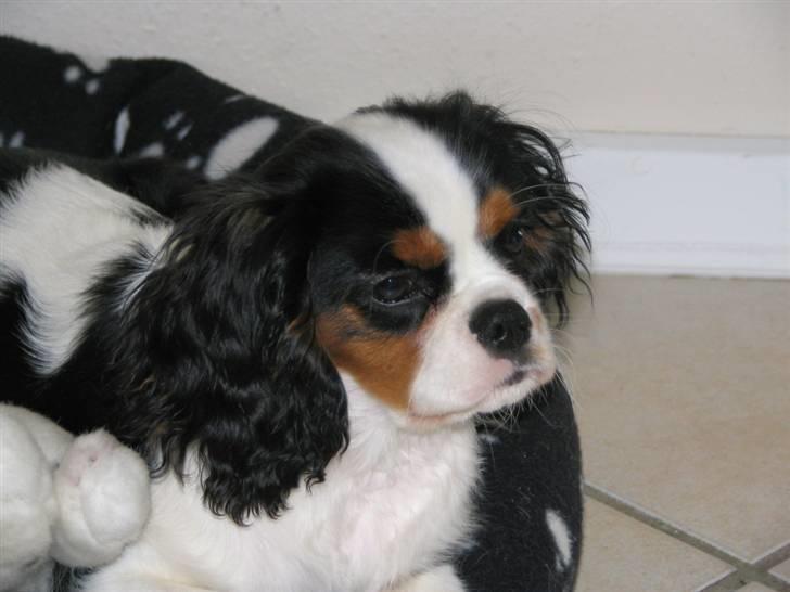 Cavalier king charles spaniel Zhiba - :) billede 5