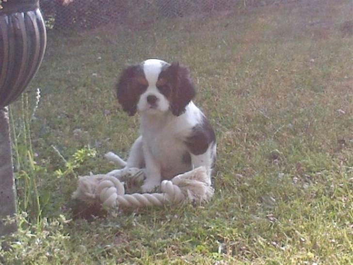 Cavalier king charles spaniel Zhiba - Leger ude i haven :) billede 6