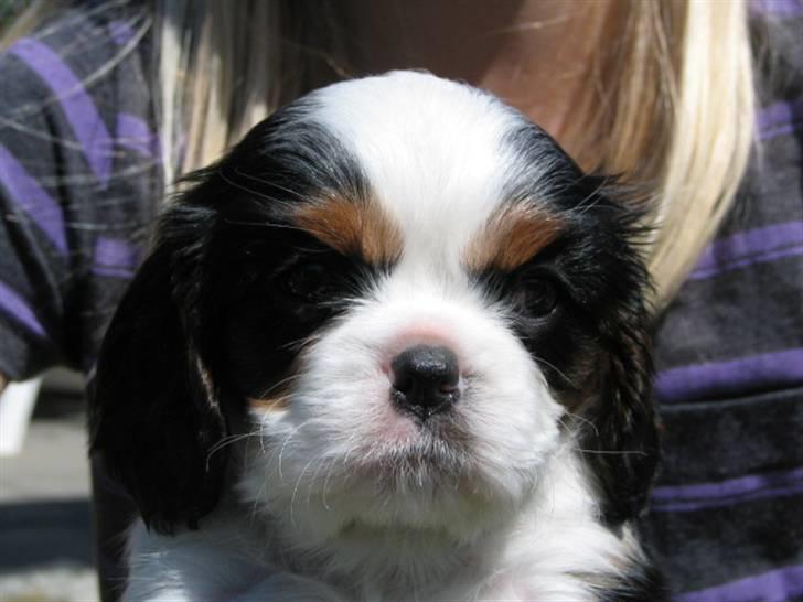 Cavalier king charles spaniel Zhiba - Zhiba billede 7