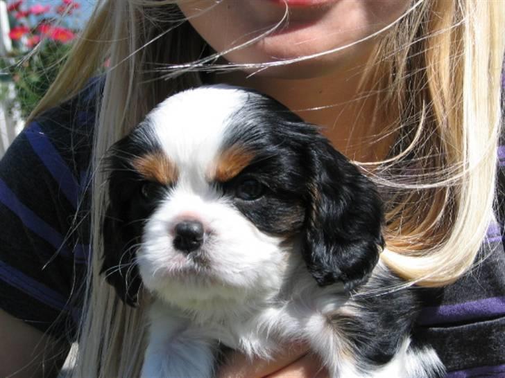 Cavalier king charles spaniel Zhiba - Hvor er du smuk skatter :) billede 8