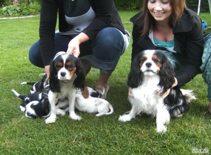 Cavalier king charles spaniel Zhiba - Zhiba´s mor og far :) billede 9