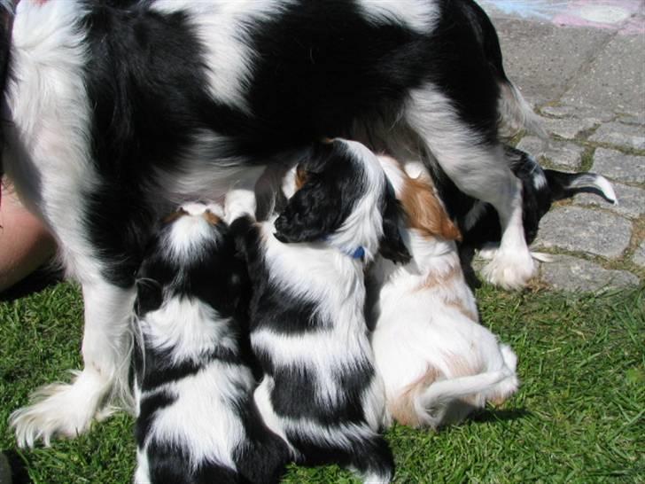 Cavalier king charles spaniel Zhiba - Zhiba pigen :) (Med blå) billede 10