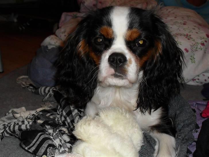 Cavalier king charles spaniel Zhiba - Zhiba der ligger og leger :) billede 11