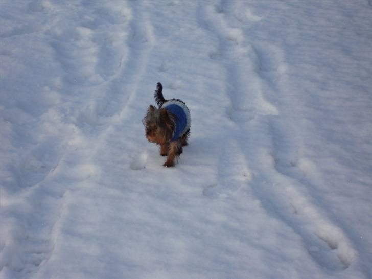 Yorkshire terrier lille per jensen junior. billede 10