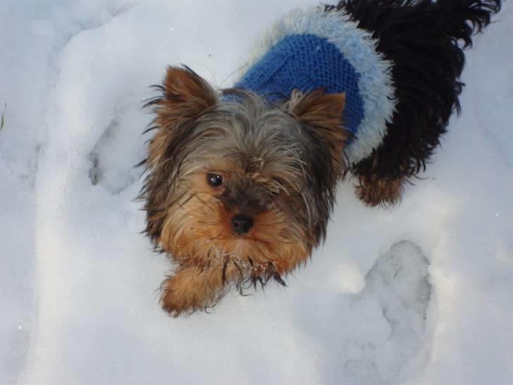 Yorkshire terrier lille per jensen junior. - det er skiie koldt.. billede 12