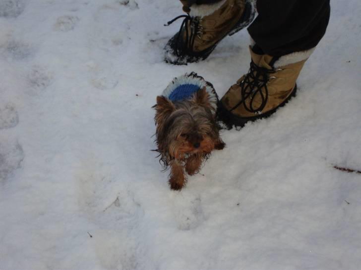 Yorkshire terrier lille per jensen junior. billede 13