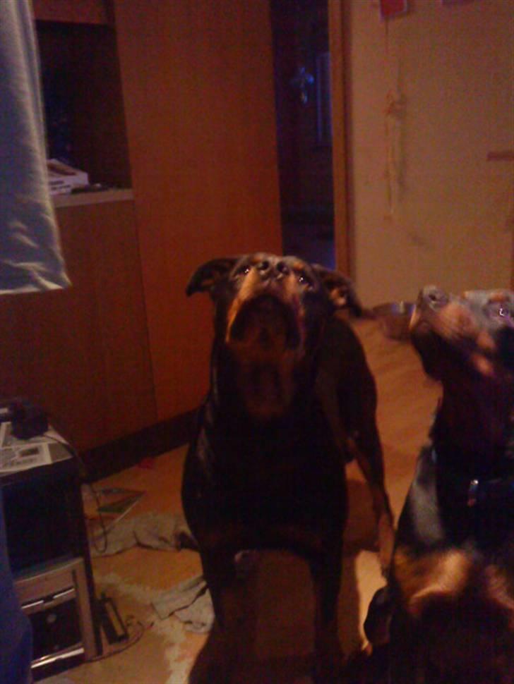 Rottweiler Fisker ( RIP) billede 5