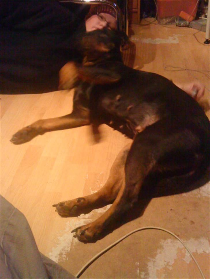 Rottweiler Fisker ( RIP) billede 6