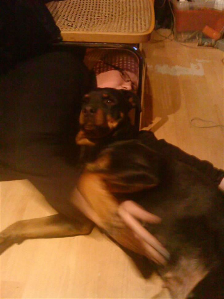 Rottweiler Fisker ( RIP) billede 7