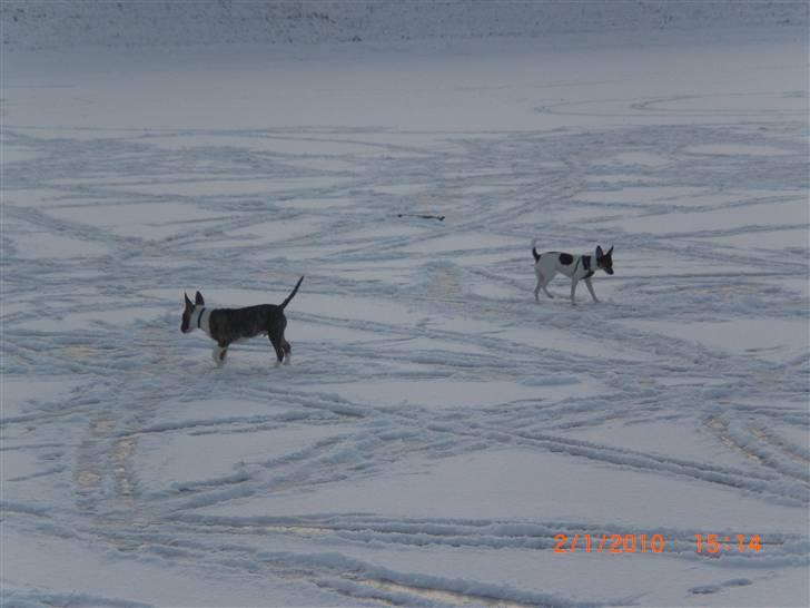 Dansk svensk gaardhund Baloo - Baloo og Louie på glat-is .. :p billede 12