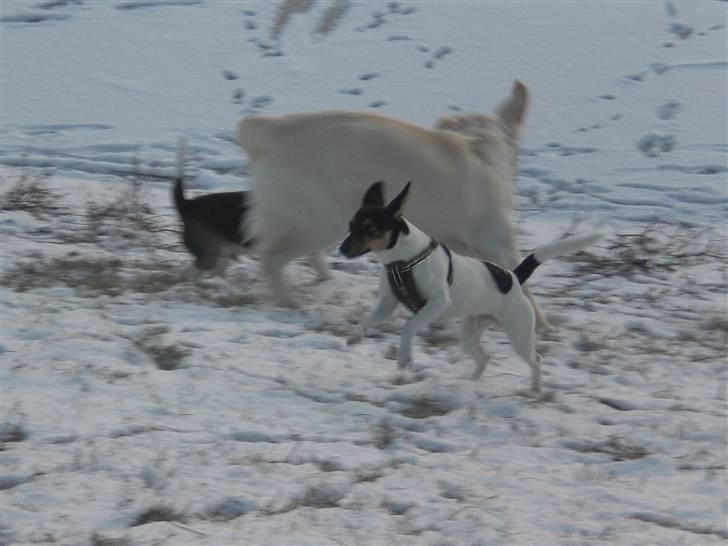 Dansk svensk gaardhund Baloo - Baloo i spring :D billede 15