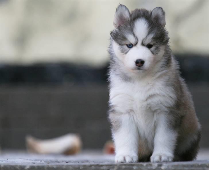 Siberian husky | Jeyzi - *Fotograf. Heidi Taymyr & Jesper Holm - 2009 billede 12