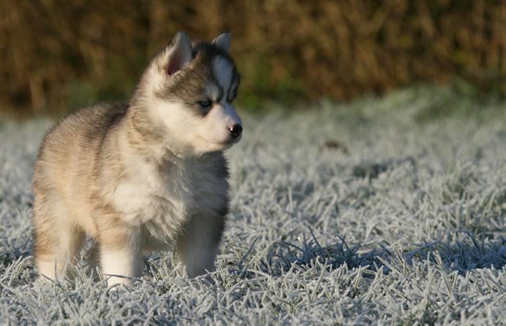 Siberian husky | Jeyzi - *Fotograf. Heidi Taymyr & Jesper Holm - 2009 billede 27