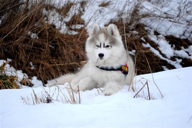 Siberian husky | Jeyzi - *Fotograf. Julie Ingemann - 2010 billede 15