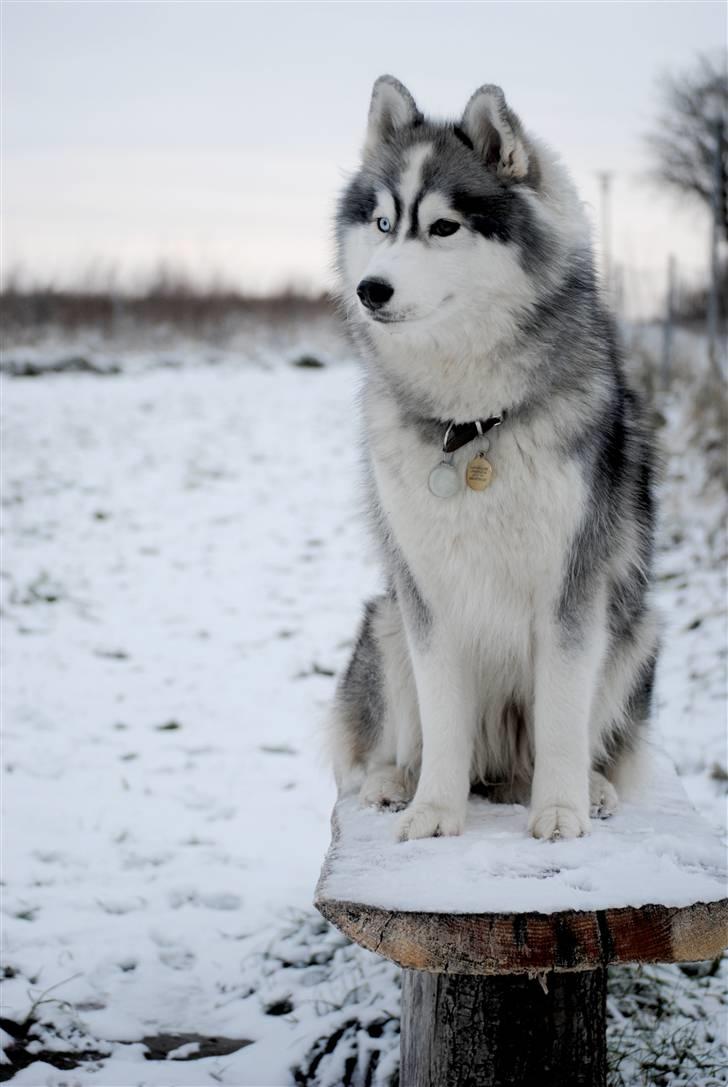 Siberian husky | Jeyzi - *Fotograf. Julie Ingemann - 2011 billede 35