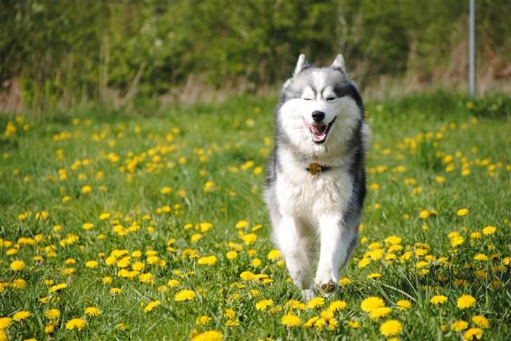 Siberian husky | Jeyzi - *Fotograf. Julie Ingemann - 2011 billede 2