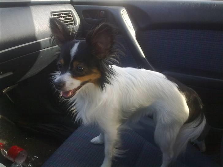 Papillon pepsi - Pepsi vores første billede af hende , på vej hjem fra sin tidlige ejer billede 1