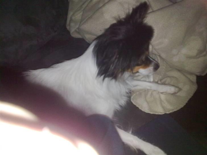 Papillon pepsi billede 2